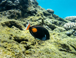 Achilles Tang