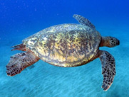 Green Sea Turtle