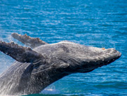 Whale