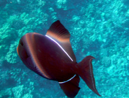 Black Triggerfish