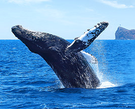 Humpback whale jumping