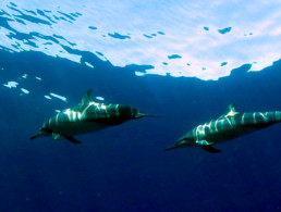 Spinner Dolphin