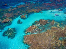 Best Maui Hawaii Snorkel Location Coral Gardens