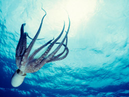 Hawaiian Day Octopus