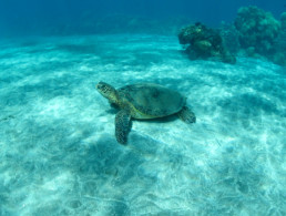 Hawaiian Green Sea Turtle
