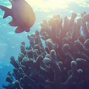 Coral Reef Safe