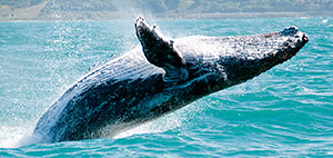 Whale Watching Tour