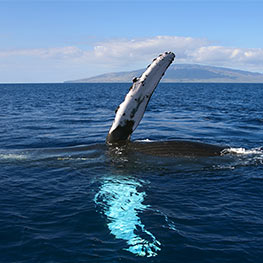Whale Watching