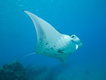 Manta Ray