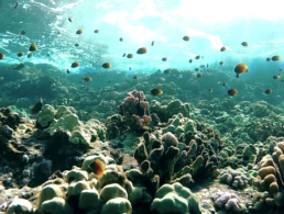 Best Maui Hawaii Molokini Snorkel Adventure Activity