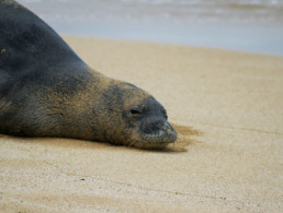 Hawaiian Monk Seal