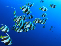 Moorish Idol
