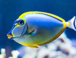Orangespine Unicornfish