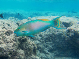 Parrotfish