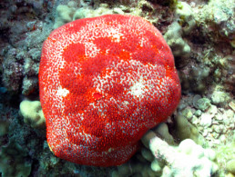 Pin Cushion Sea Star