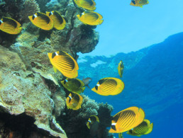 Racoon Butterflyfish