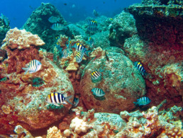 Sergeant Major Fish