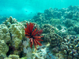 Slate Pencil Sea Urchin
