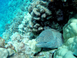 Spotted Moray Eel