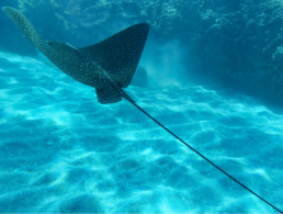 Stingray