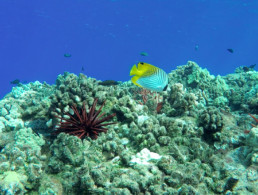 Threadfin Butterfly