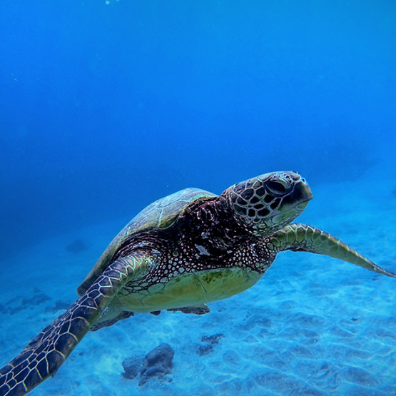 Sea turtle swimming