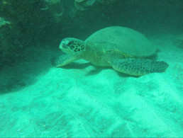 Turtle Town