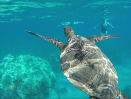 Turtle Town