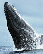 Whale Watching