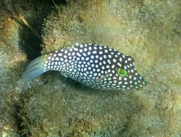 White Spotted Toby