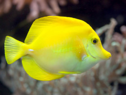 Yellow Tang