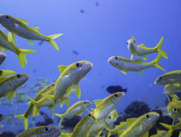 maui underwater sealife